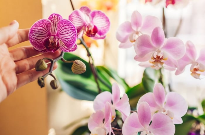 A woman appreciating orchids indoors, appearing to have blooms in varying shades of pick with green stems that look healthy under warm sunlight