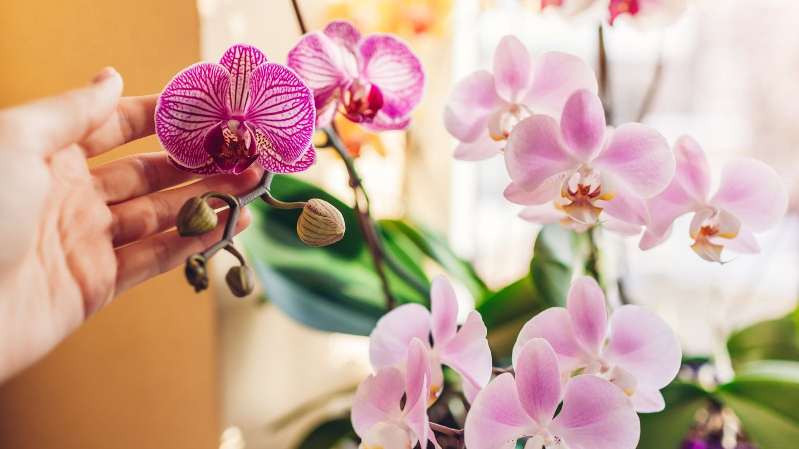A woman appreciating orchids indoors, appearing to have blooms in varying shades of pick with green stems that look healthy under warm sunlight