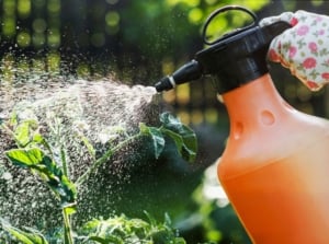 A person holding a spray bottle containing spreader sticker mixed with another chemical to benefit the tomato plants
