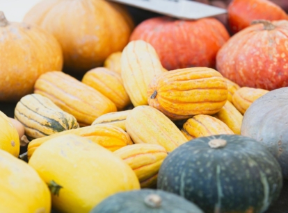 An area with poles of winter squash varieties, appearing to have different shapes, colors and sizes placed somewhere sunny