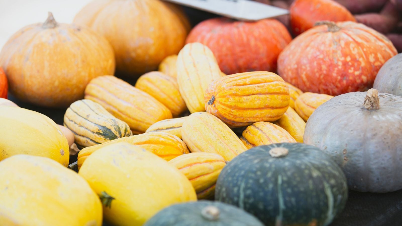 An area with poles of winter squash varieties, appearing to have different shapes, colors and sizes placed somewhere sunny