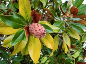 A close-up shot of a blooming flowering tree showcasing magnolia yellow leaves