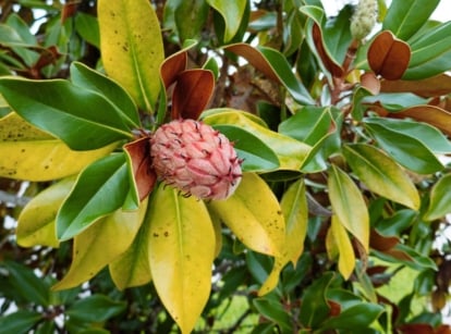 A close-up shot of a blooming flowering tree showcasing magnolia yellow leaves