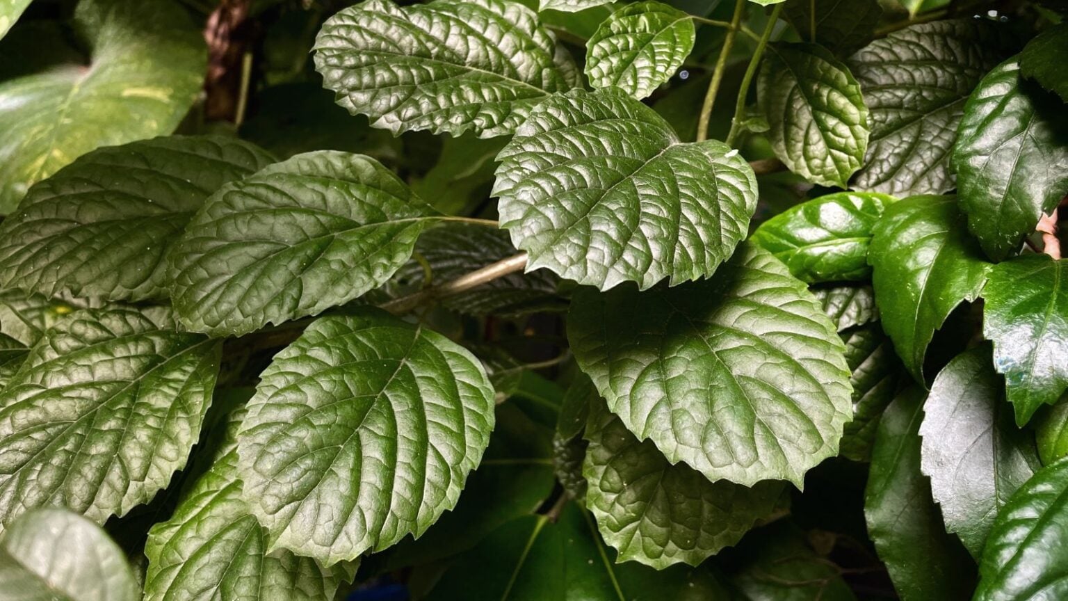 How to Plant, Grow, and Care for Swedish Ivy