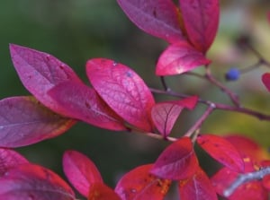 A close-up shot of ruby colored leaves of a fruit-bearing shrub, showcasing blueberry plant red leaves