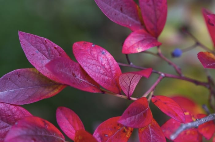 A close-up shot of ruby colored leaves of a fruit-bearing shrub, showcasing blueberry plant red leaves