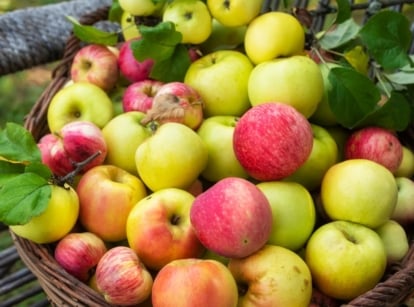A basket containing many fruits picked from different apple tree varieties, having hues of red, yellow and green placed somewhere with lush greens