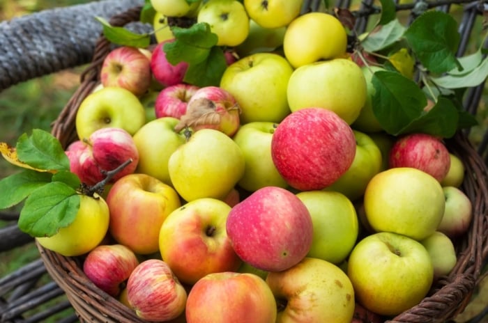 A basket containing many fruits picked from different apple tree varieties, having hues of red, yellow and green placed somewhere with lush greens