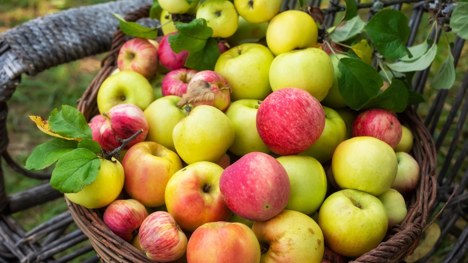 28 Different Types of Apple Tree Varieties to Grow This Season