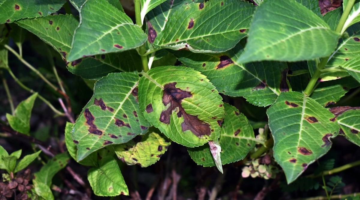Close-up of diseased leaves infected with the fungal disease Colletotrichum. The leaves are oval, dark green with serrated edges. Zonal brown-black spots on leaf surfaces.