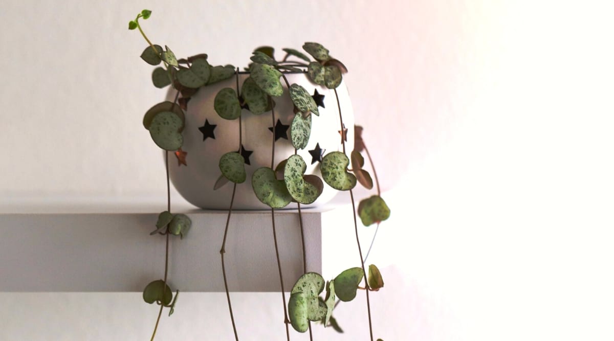 hanging plants with pots Portico Planter - Chrome main image 1