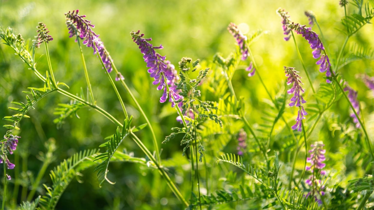 Hairy Vetch A Pollinator Plant And Great Cover Crop Epic Gardening hairy-vetch-a-pollinator-plant-and-great-cover-crop-epic-gardening