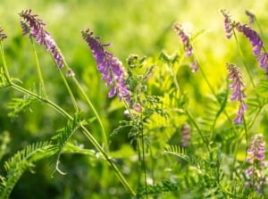 A closeup of hairy vetch blooms appearing to have a vivid purple color surrounded by bright green leaves and stems under warm sunlight