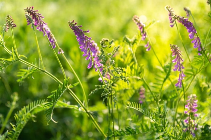 A closeup of hairy vetch blooms appearing to have a vivid purple color surrounded by bright green leaves and stems under warm sunlight