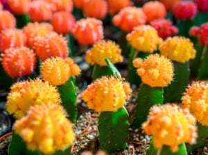 A shot of a composition of several individual potted and colorful plants called moon cactus