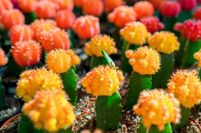 A shot of a composition of several individual potted and colorful plants called moon cactus