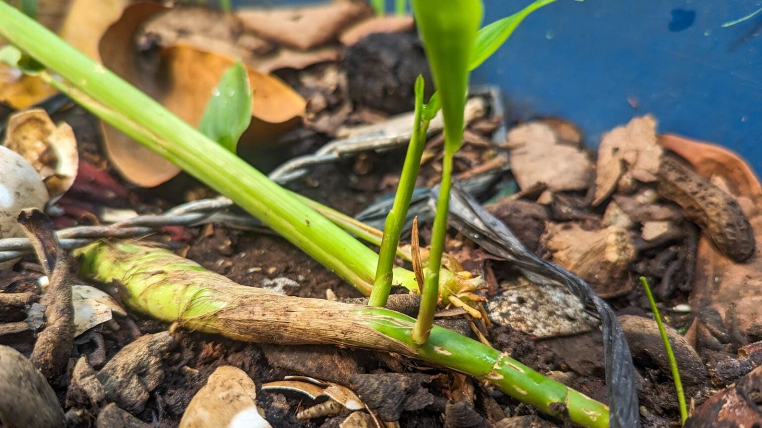 How to Plant, Grow, and Care for Arrowroot