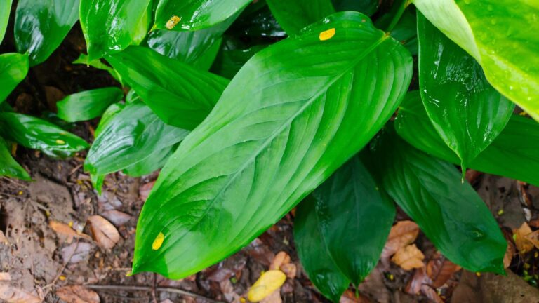 How to Plant, Grow, and Care for Arrowroot