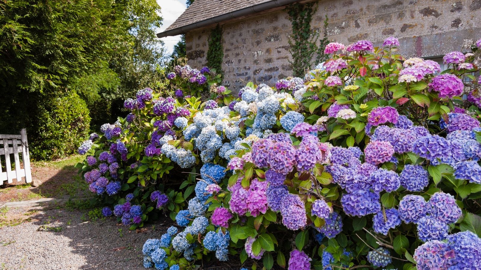A close-up shot of a composition of developing vibrant flowers placed near a home outdoors