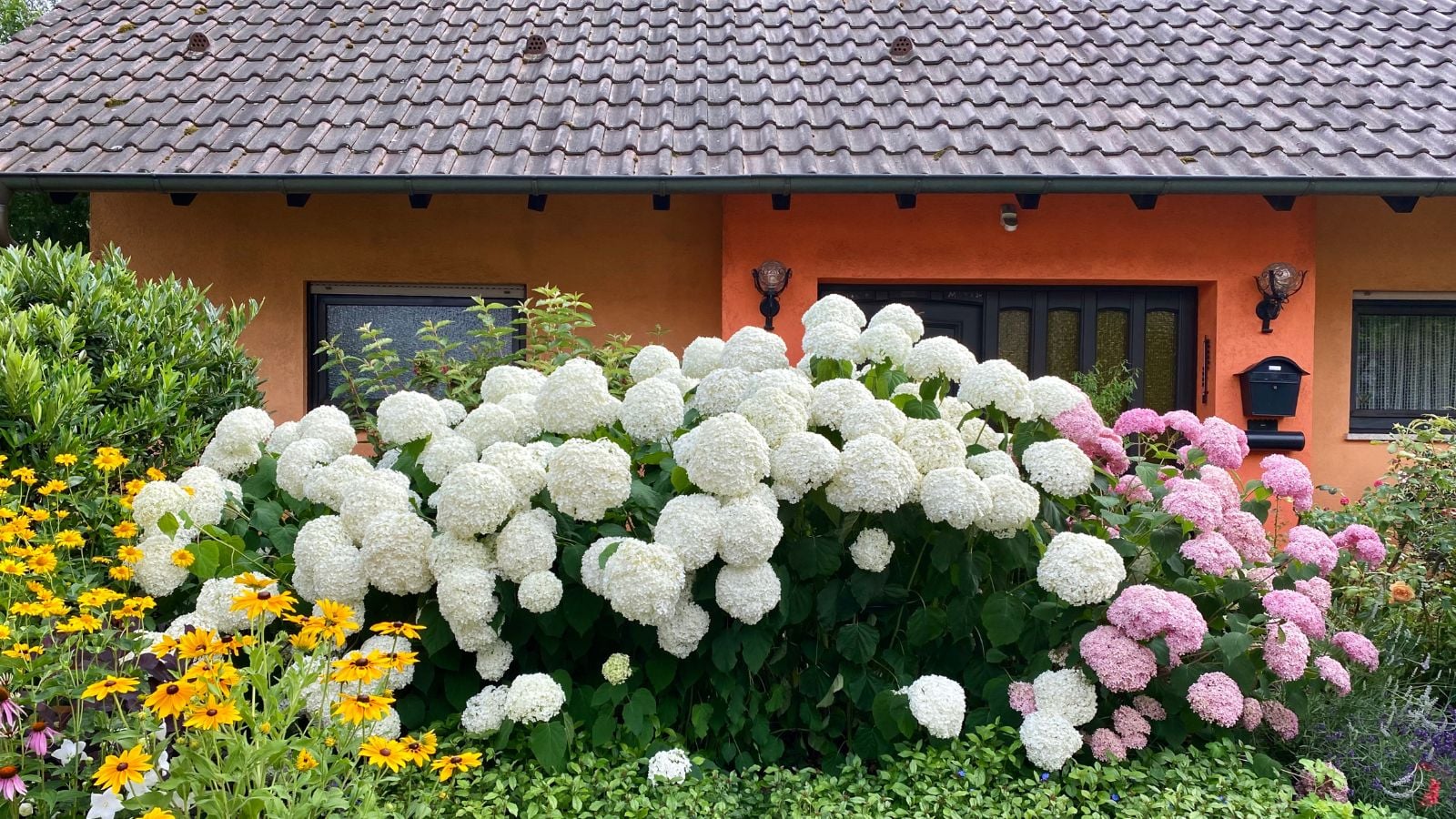 A close-up shot of a composition of white colored flowers developing on the south side of a home outdoors