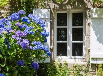 A close-up shot of a shrub featuring vibrant dense flowers, placed near a window outdoors, showcasing which side of house to place hydrangeas