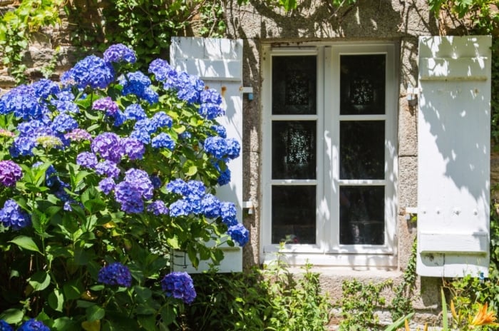 A close-up shot of a shrub featuring vibrant dense flowers, placed near a window outdoors, showcasing which side of house to place hydrangeas