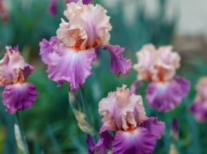 A close-up shot of a small composition of developing Bearded Iris flowers, showcasing minnesota perennials