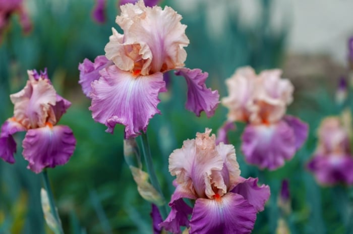 A close-up shot of a small composition of developing Bearded Iris flowers, showcasing minnesota perennials