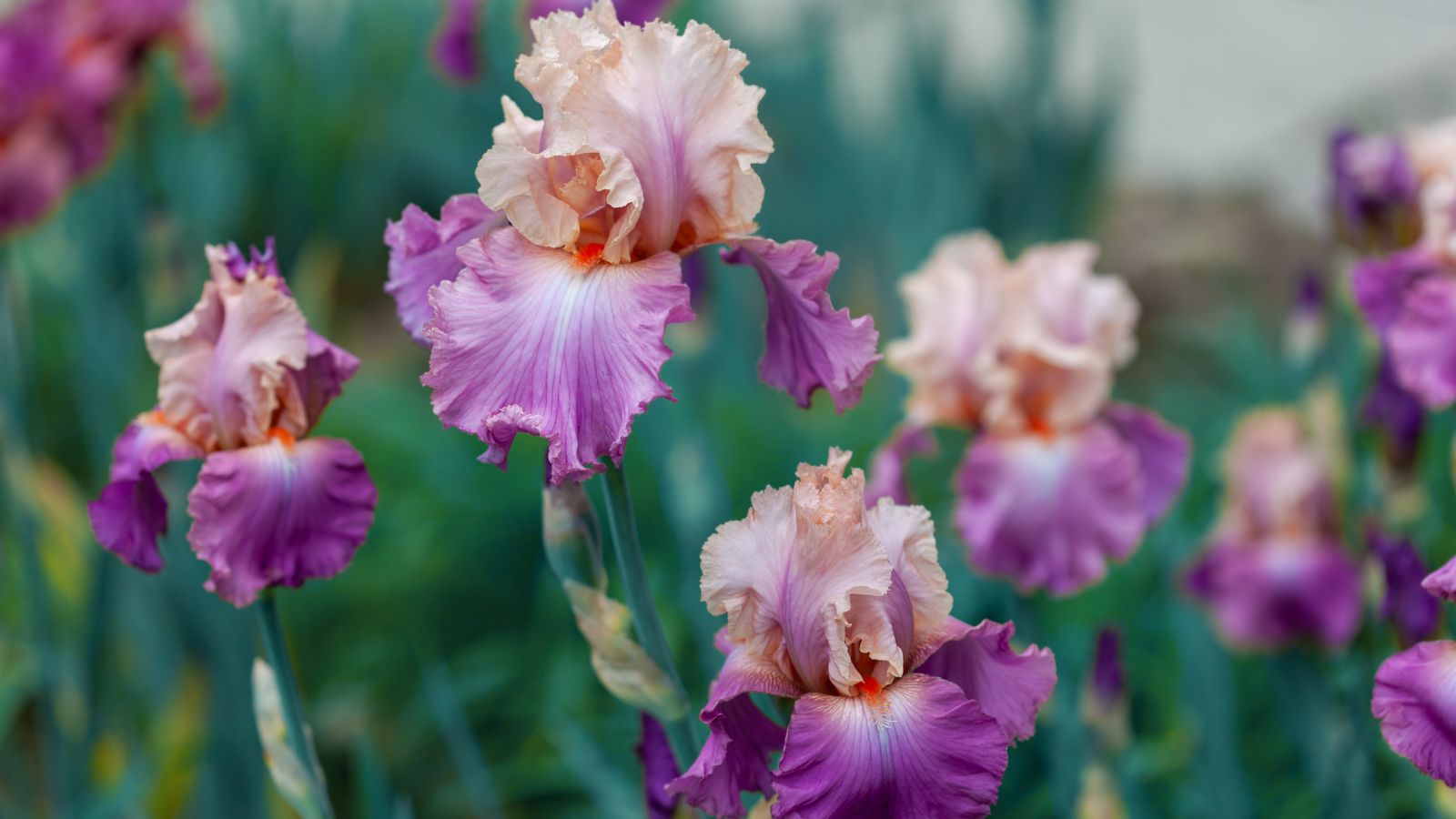 A close-up shot of a small composition of developing Bearded Iris flowers, showcasing minnesota perennials