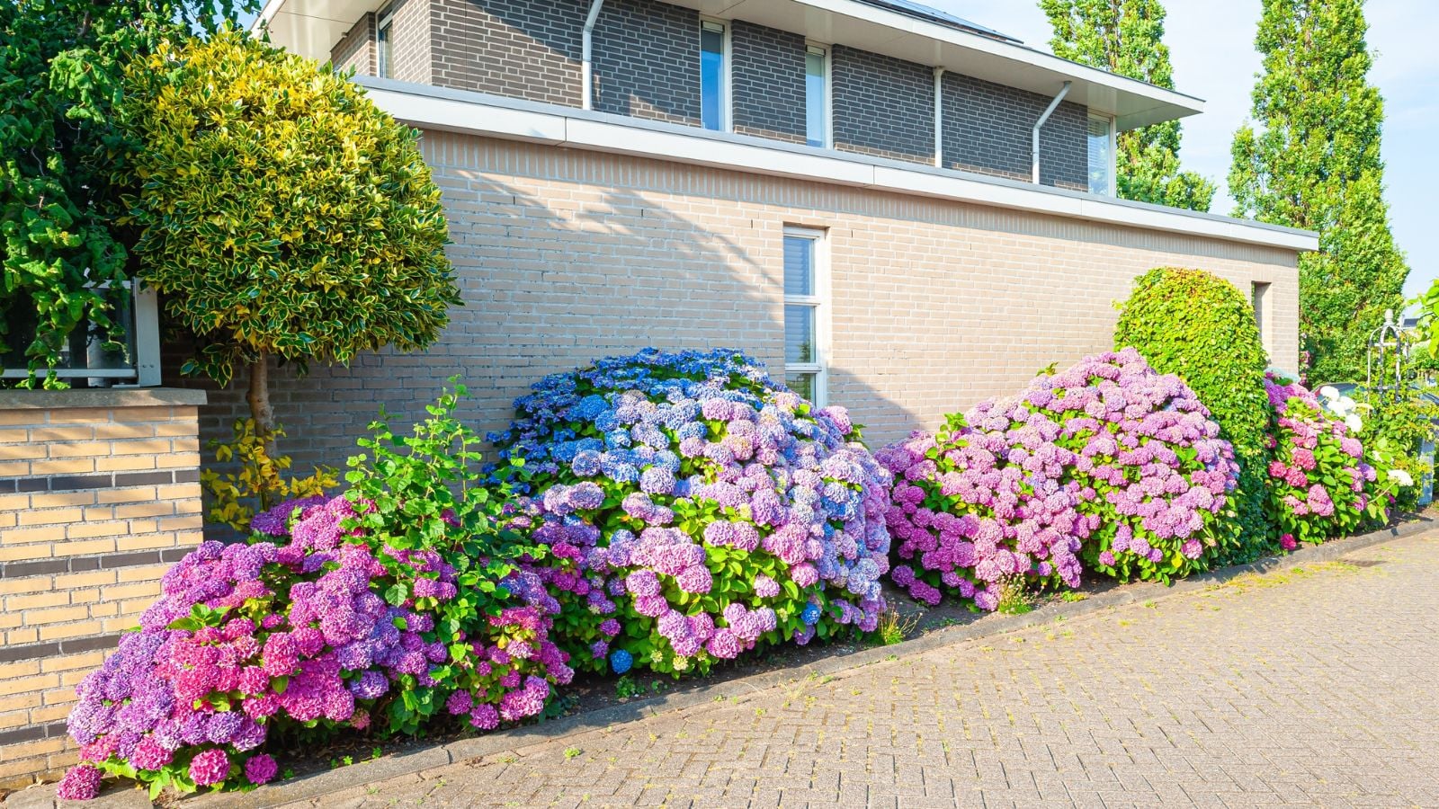 A shot of a large composition of several developing vibrant flowering shrubs, placed on the east side of a home outdoors