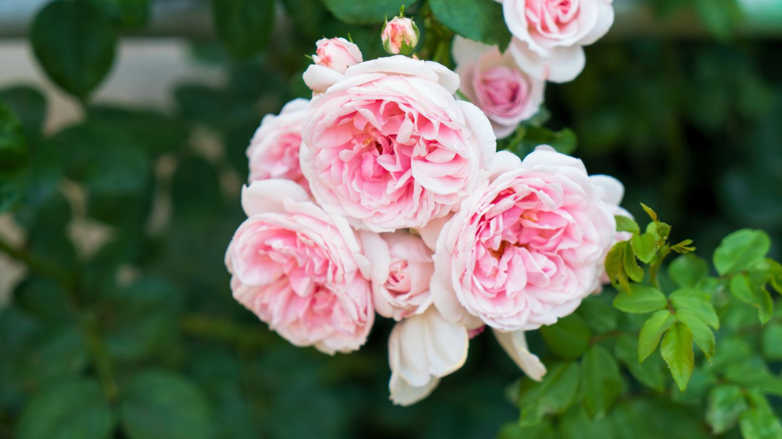 A shot of a small composition of ruffled, white and pink, colored flowers that showcases a variety of thornless roses
