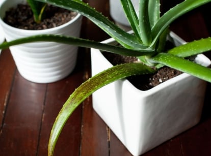 An overhead and close-up shot of several potted succulents indoors, showcasing why aloe vera smells
