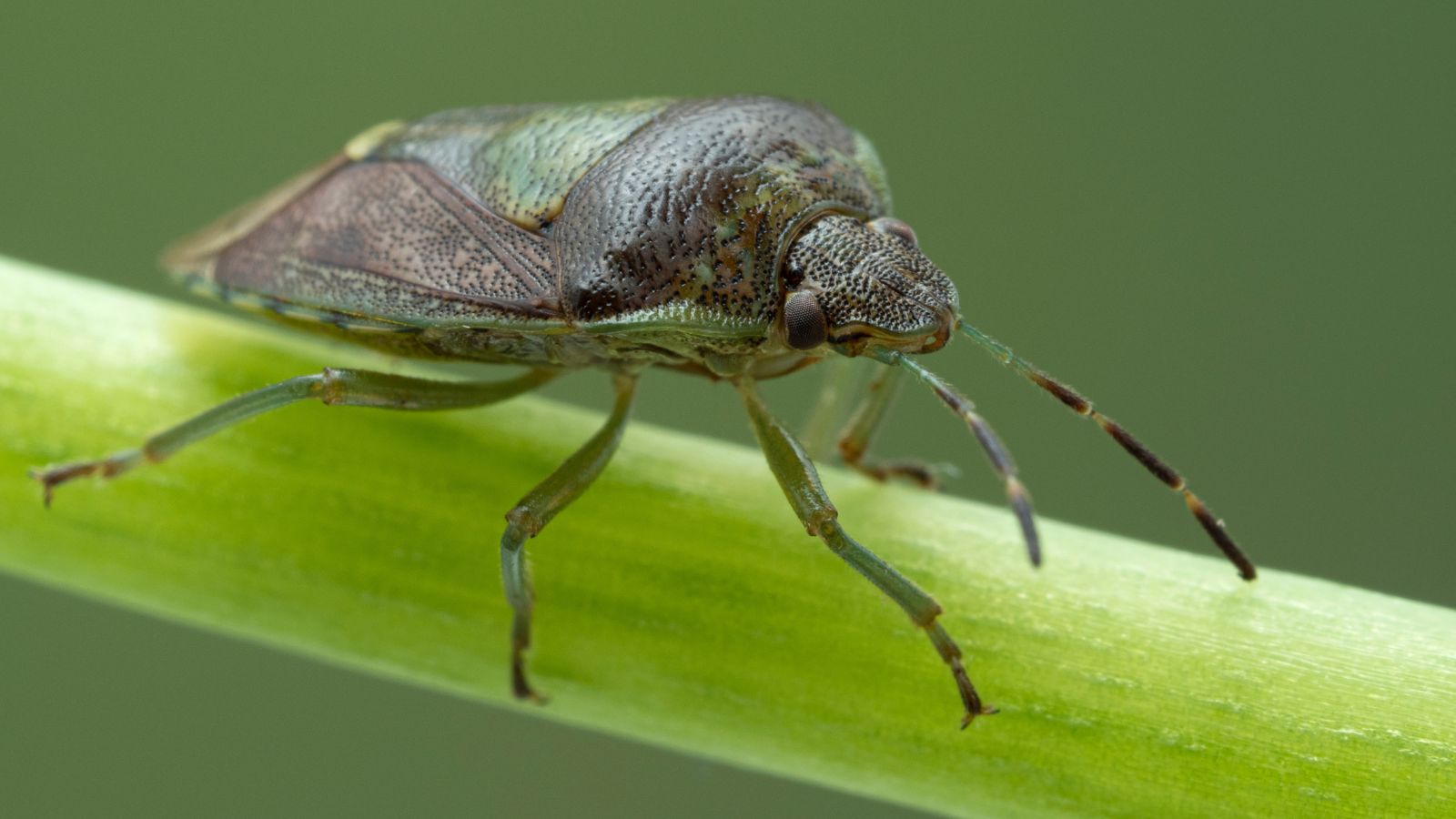 A closeup shot of a Banasa dimidiata appearing to have a shield-like body with green markings sitting on a stem