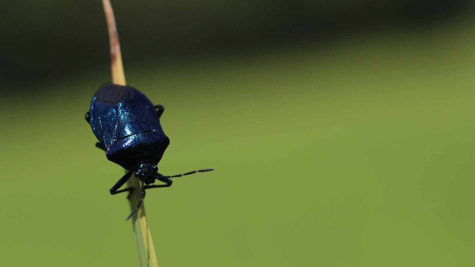 A strong and shiny Blue Shield bug holding on to a slim and green leaf with a lawn in the background
