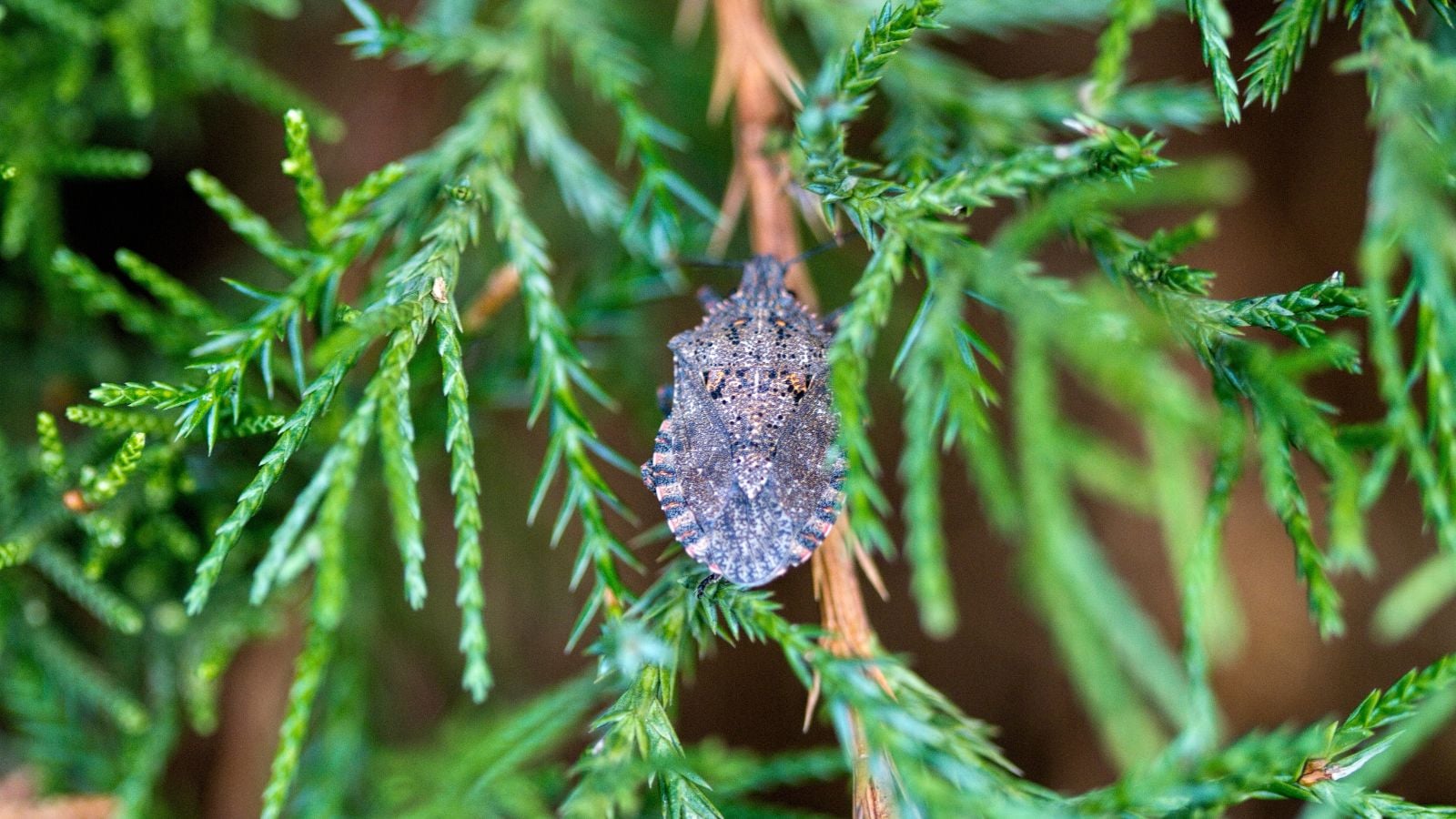 A shot of a Brochymena quadripustulata insect appearing to have a brown and rough body sitting on a woody stem surrounded by bright green foliage
