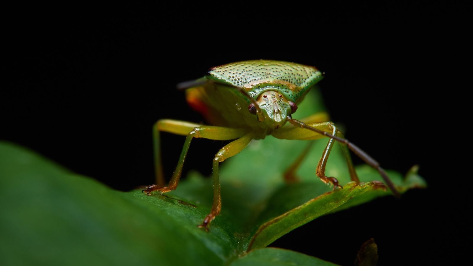 A Chinavia halaris bug appearing to have a bright green body sitting on a sturdy green leaf with a dark background