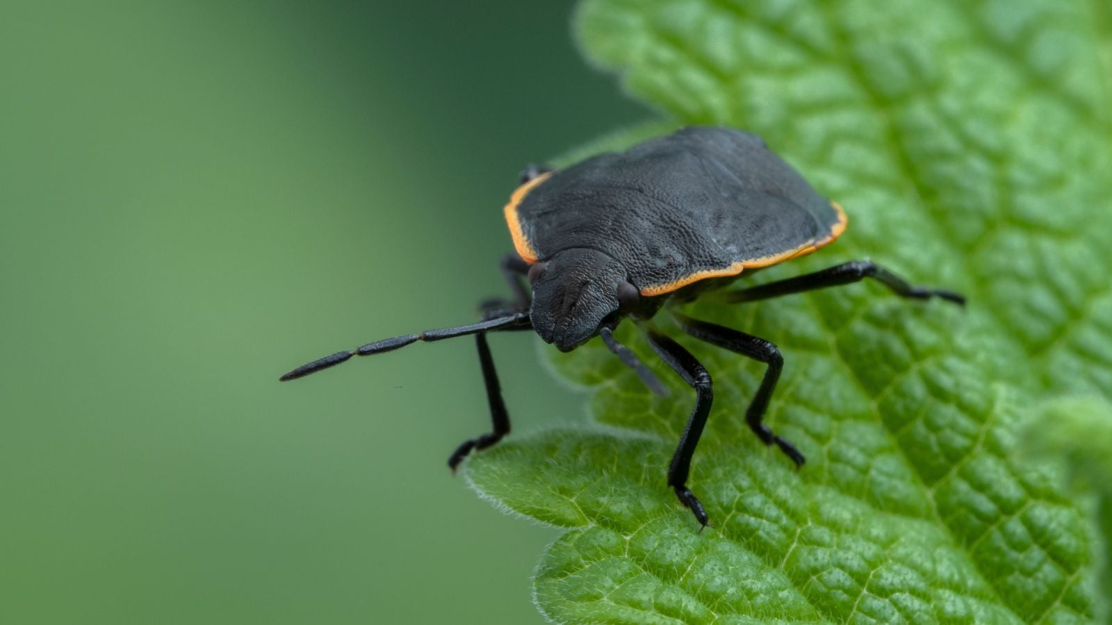 A closeup shot of a Chlorochroa ligata appearing to have a solid brown color with bright yellow lining on its back
