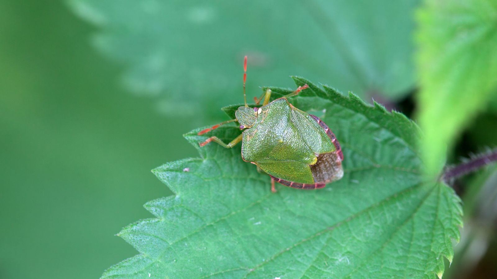 A shot ofa vibrant and green Chlorochroa sayi appearing to sit on a deep green leaf with spiky edges