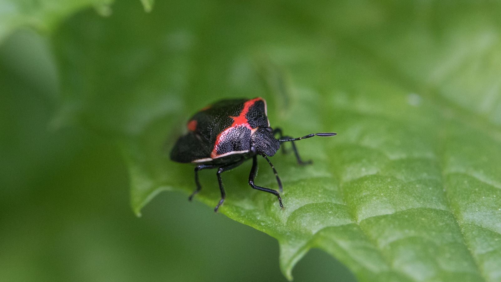 A closeup shot of a Cosmopepla lintneriana appearing to have a black body with red markings on its back sitting on a vibrant green leaf