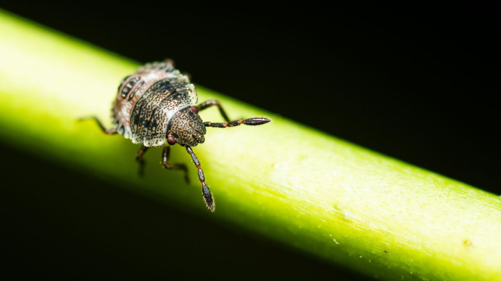 A closeup shot of a young Dusky Stink Bug appearing to have distinct markings on its back while sitting on a bright green stem