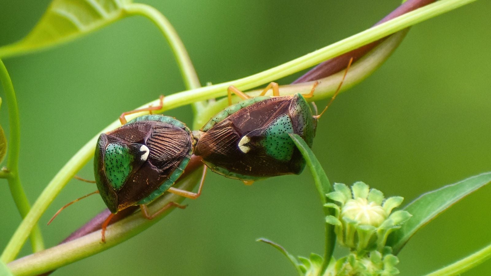 A closeup shot of two Edessa Bifida insect mating while hanging on a plant with bright green stems