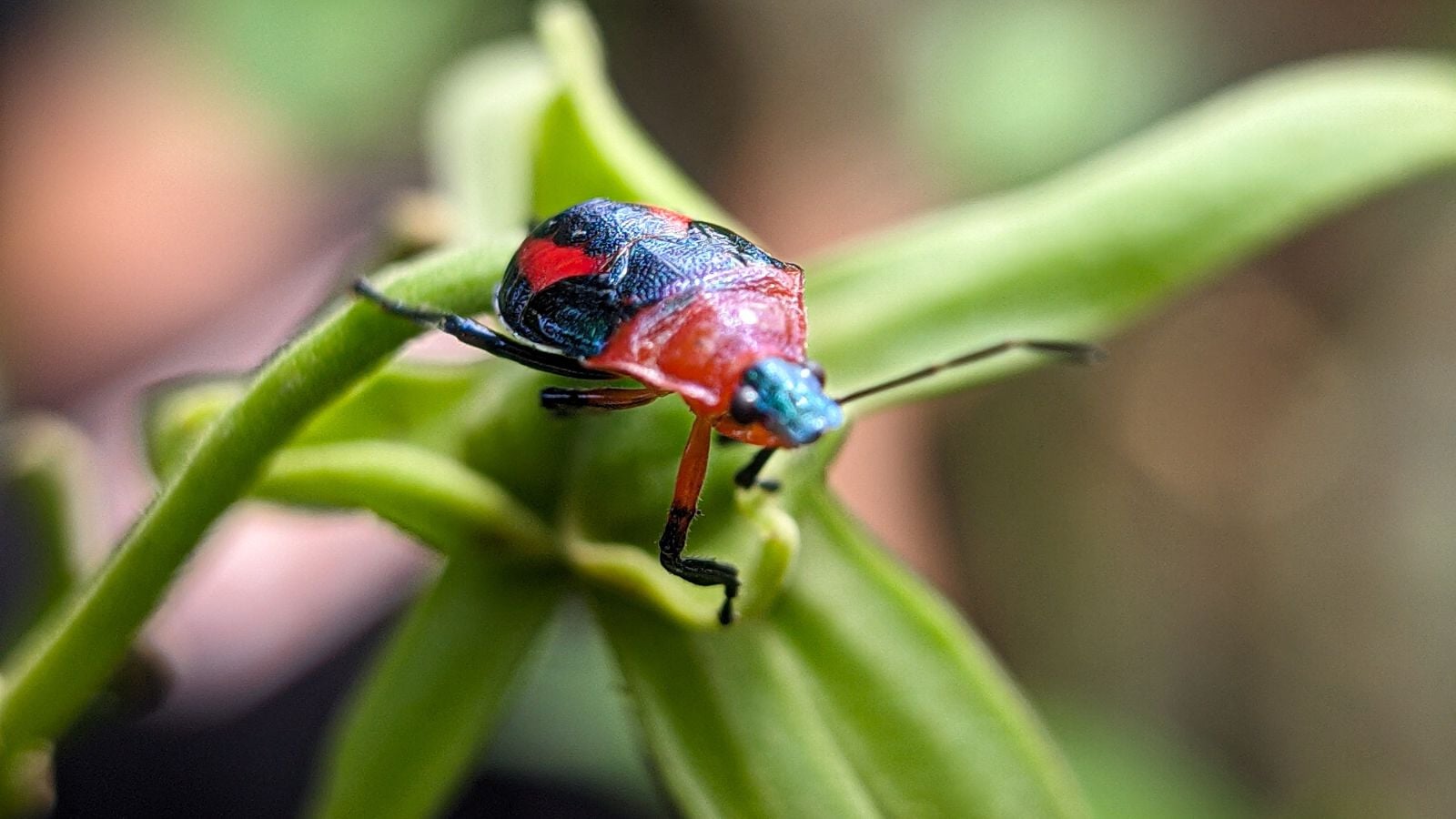 A closeup shot of a Euthyrhynchus floridanus appearing to have vibrant markings on its black while dangling on a bright green plant