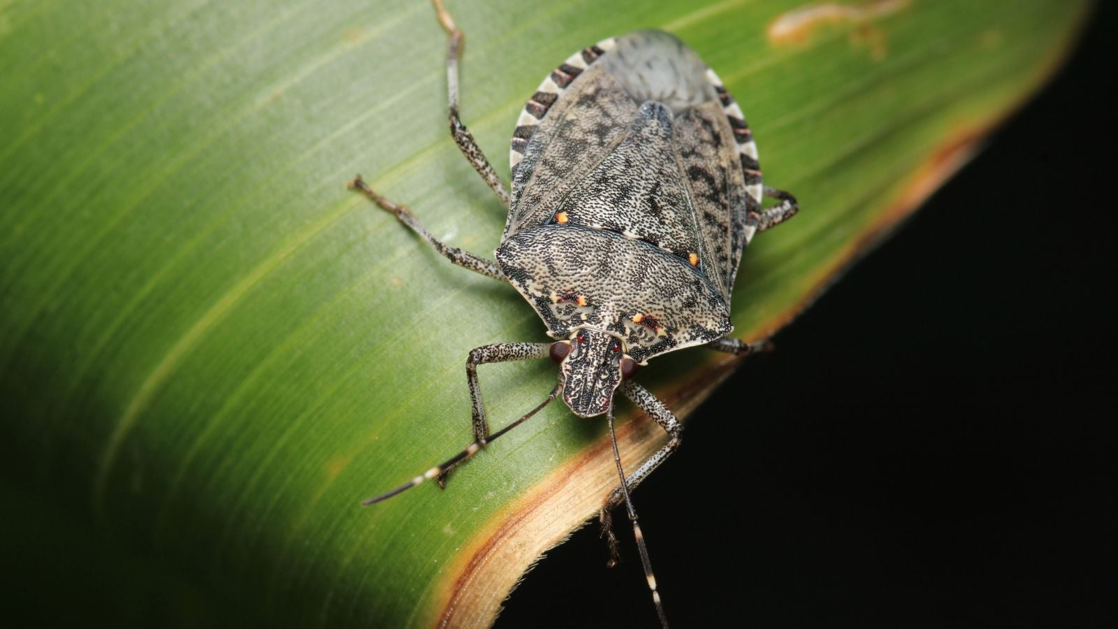 A large Halyomorpha halys with a broad and rough back appearing to have a brown color with certain markings