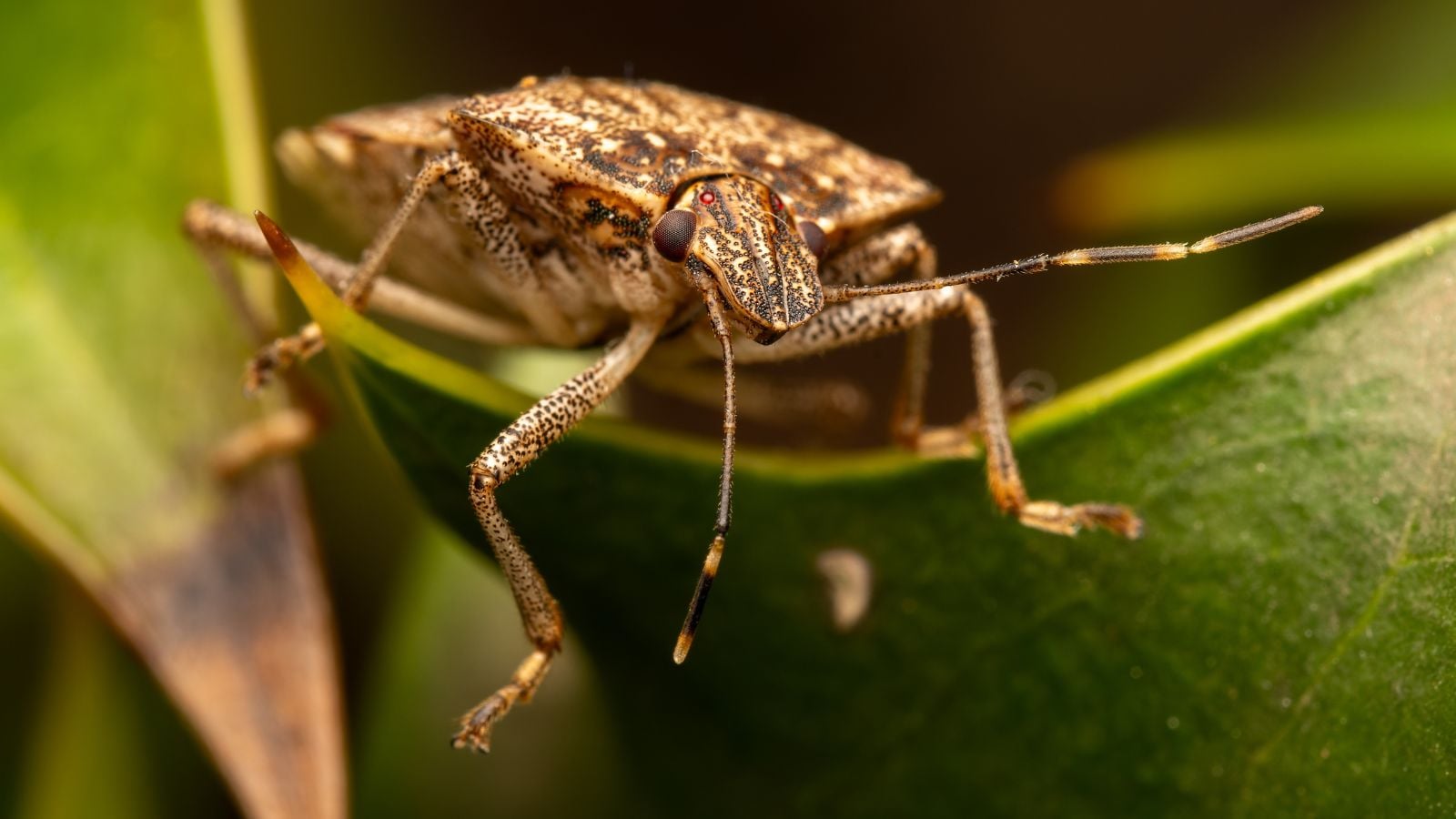 A closeup shot of a Menecles insertus head appearing to have a distinct brown color with patterns, sitting on a green leaf in the warm light