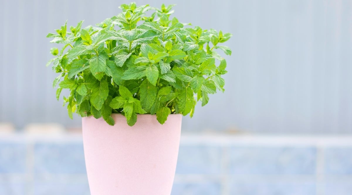Close-up of a growing Mint herb in a soft pink flowerpot on a blurred light background. The plant is lush, has opposite aromatic leaves, oval in shape, with slightly serrated edges.