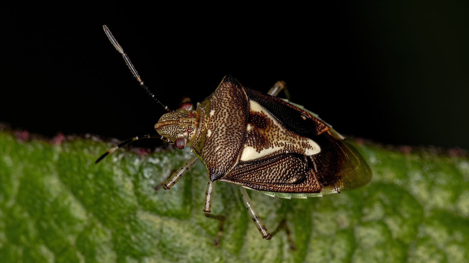 A closeup shot of a Mormidea Lugens appearing to have distinct markings on its back sitting on a vivid green leaf
