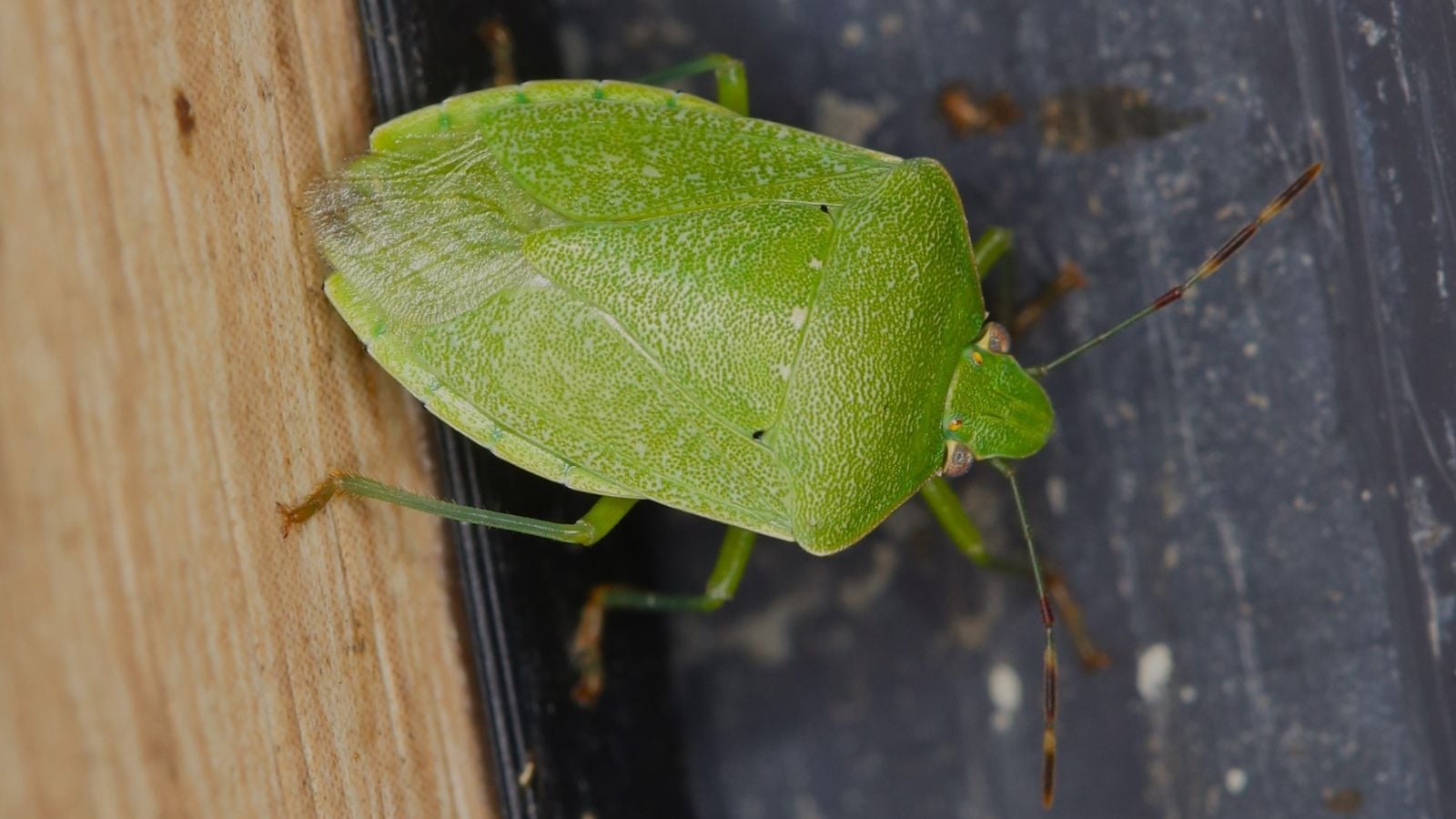 A closeup of a Nezara viridula  appearing to have a bright green body walking on a wooden surface