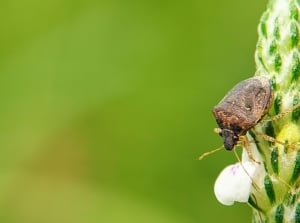One of many types of stink bugs, appearing to have a brown body sitting on a plant with a white flowerbud