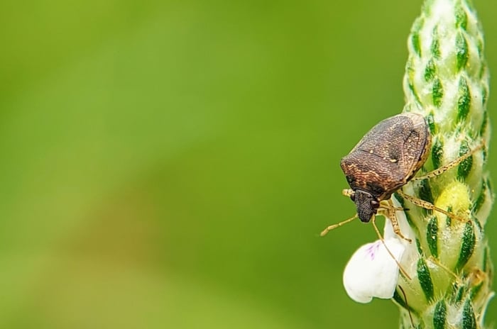 One of many types of stink bugs, appearing to have a brown body sitting on a plant with a white flowerbud