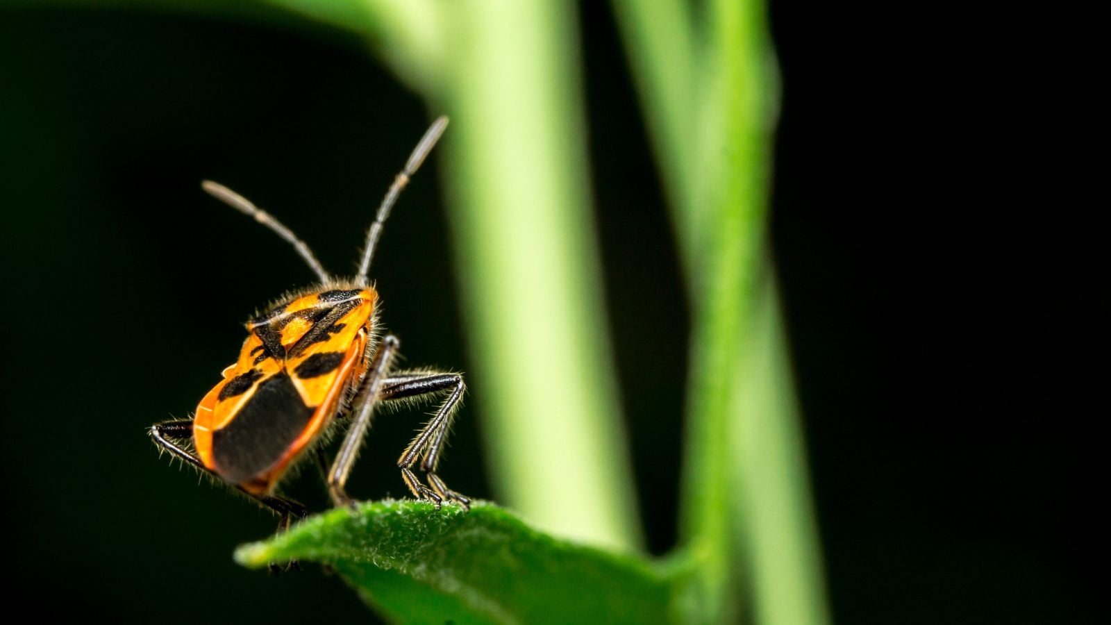 A shot of a Perillus Strigipes insect's back appearing to have bright greed patterns while standing on a vibrant green leaf somewhere dark